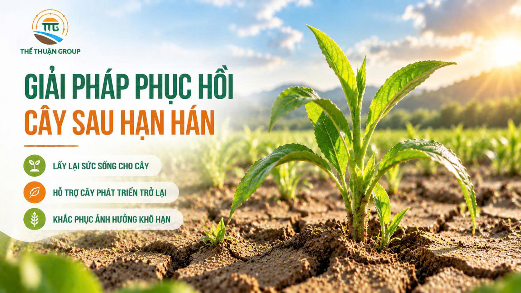 Giải pháp phục hồi cây sau hạn hán