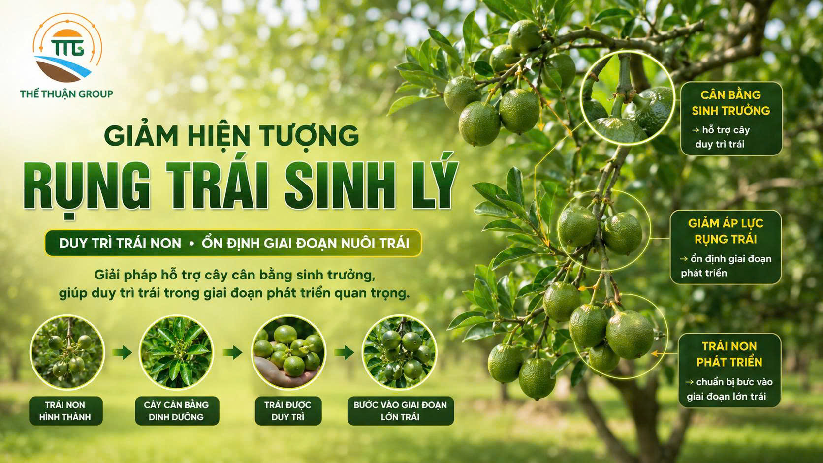 Giảm hiện tượng rụng trái sinh lý