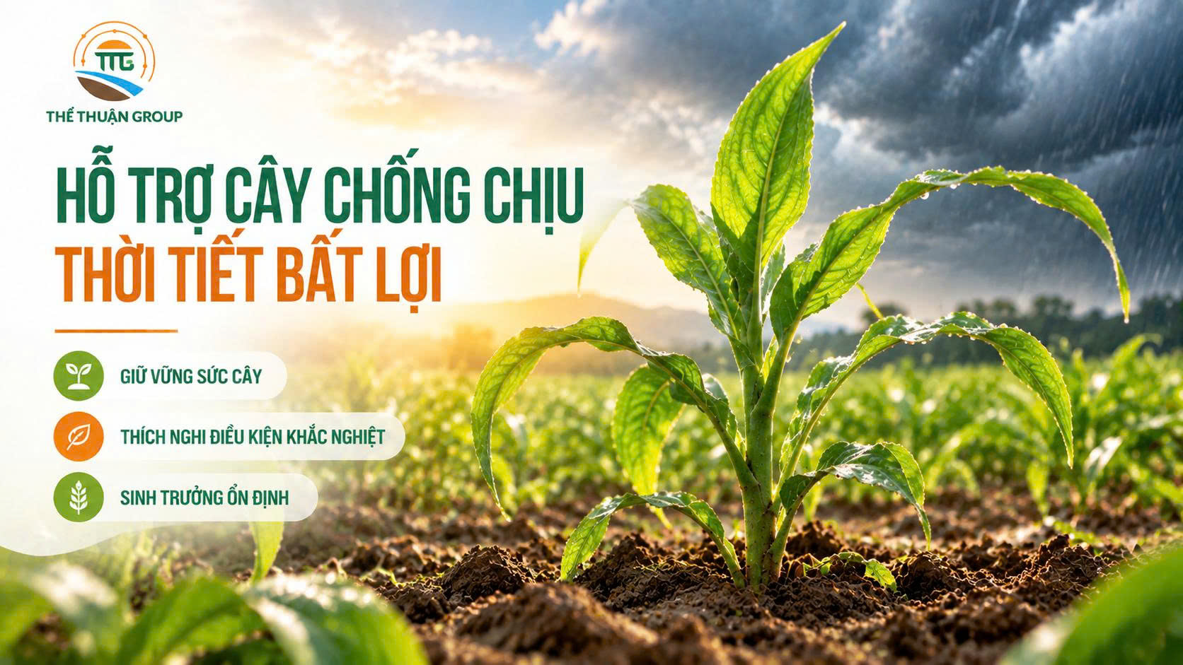 Hỗ trợ cây chống chịu thời tiết bất lợi