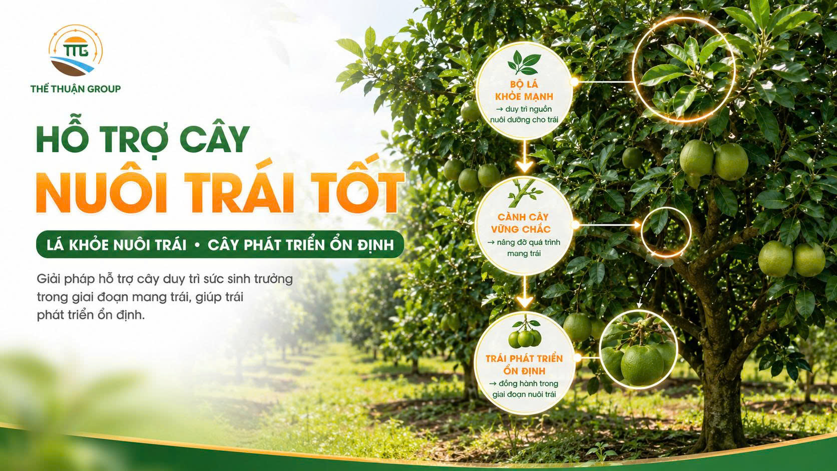 Hỗ trợ cây nuôi trái tốt Hỗ trợ cây nuôi trái tốt
