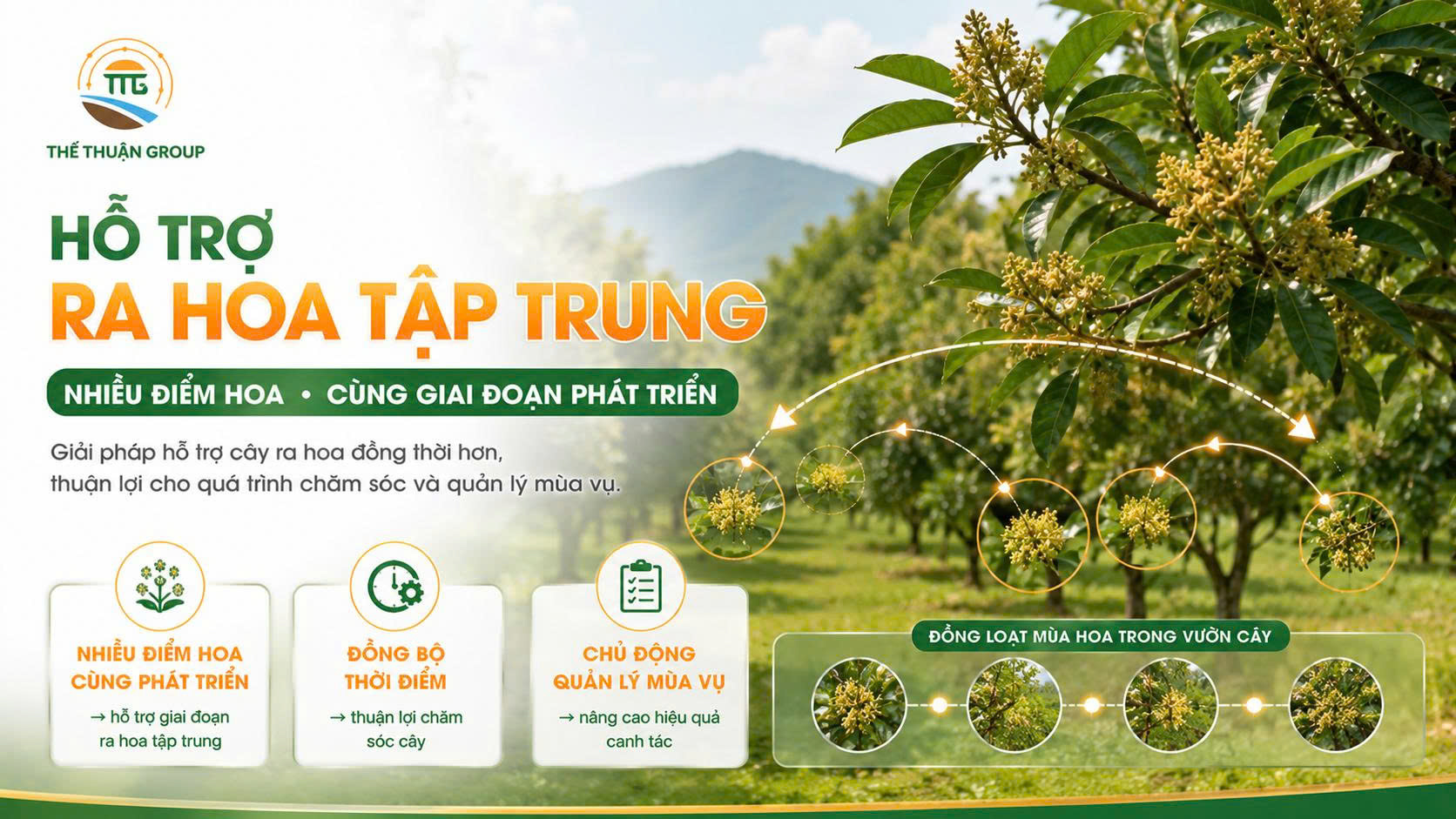 Hỗ trợ ra hoa tập trung