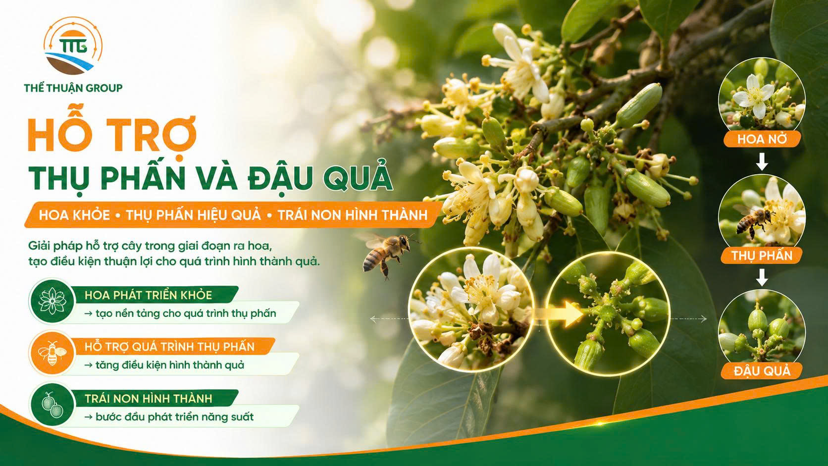 Hỗ trợ thụ phấn và đậu quả Hỗ trợ thụ phấn và đậu quả