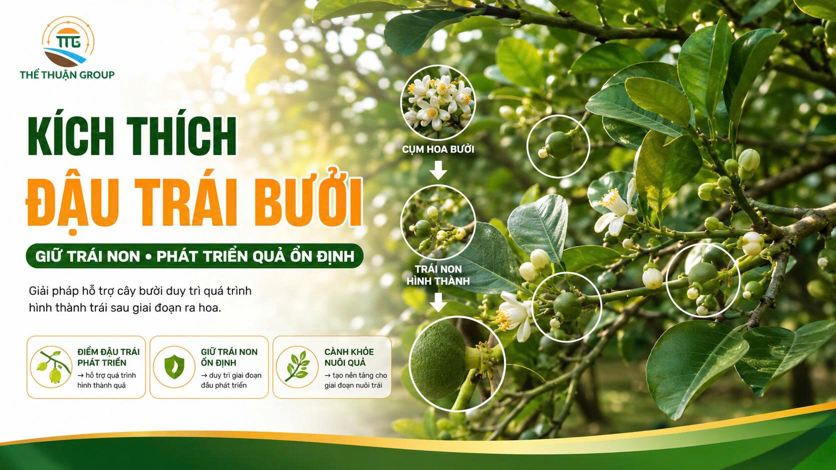 Kích thích đậu trái bưởi Kích thích đậu trái bưởi