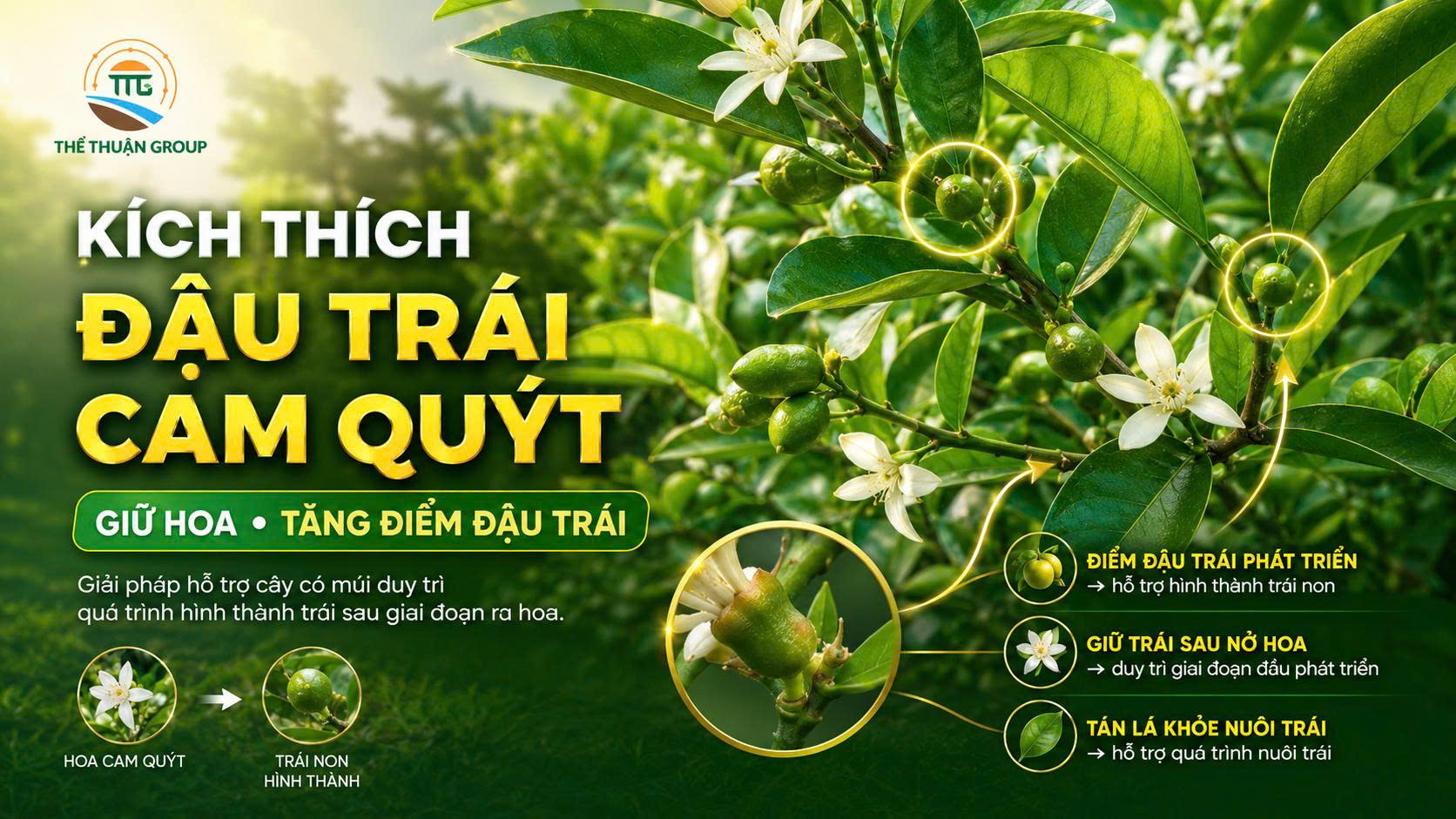 Kích thích đậu trái cam quýt