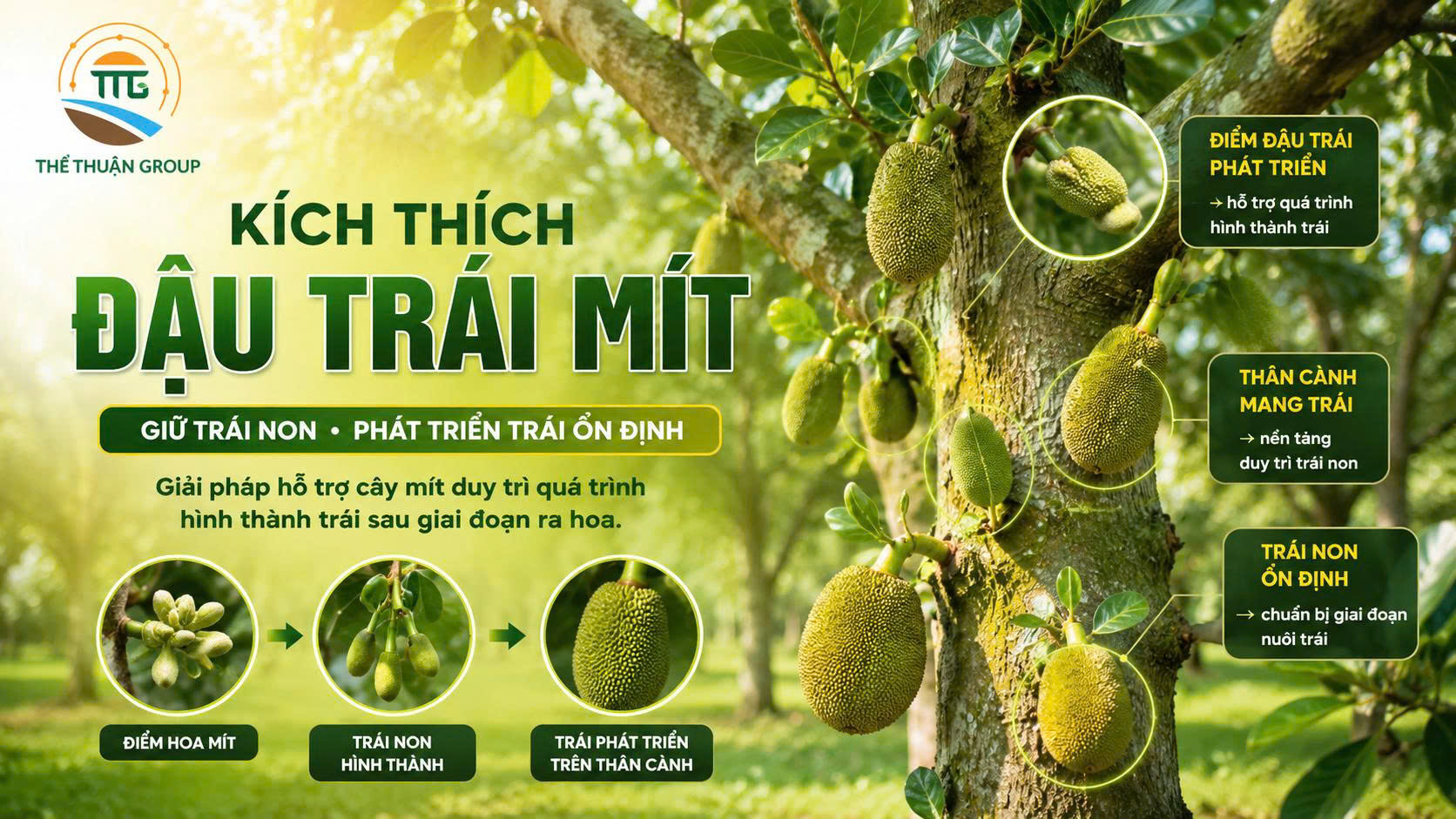 Kích thích đậu trái mít