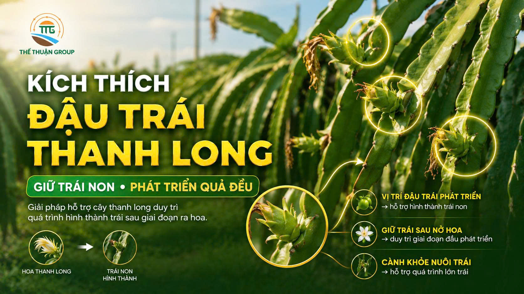 Kích thích đậu trái thanh long Kích thích đậu trái thanh long