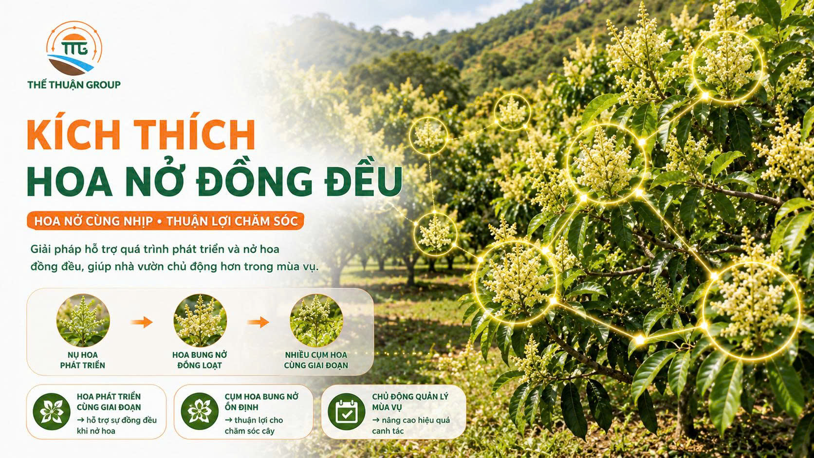 Kích thích hoa nở đồng đều Kích thích hoa nở đồng đều