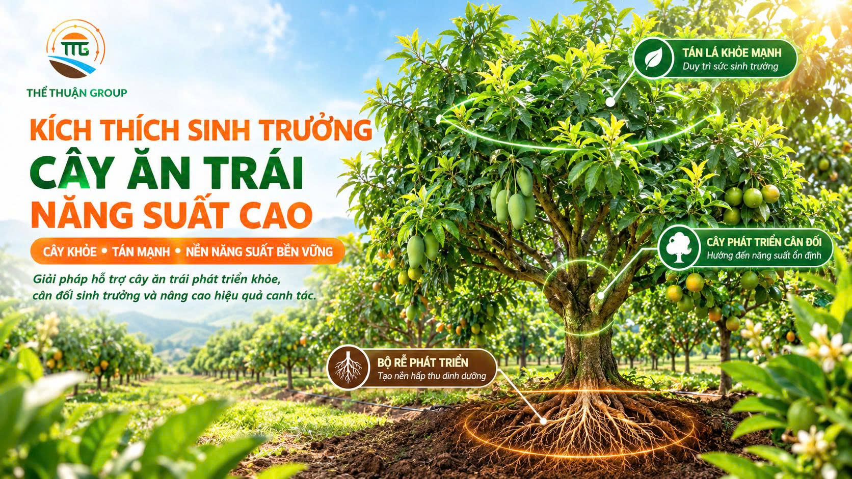 Kích thích sinh trưởng cây ăn trái năng suất cao