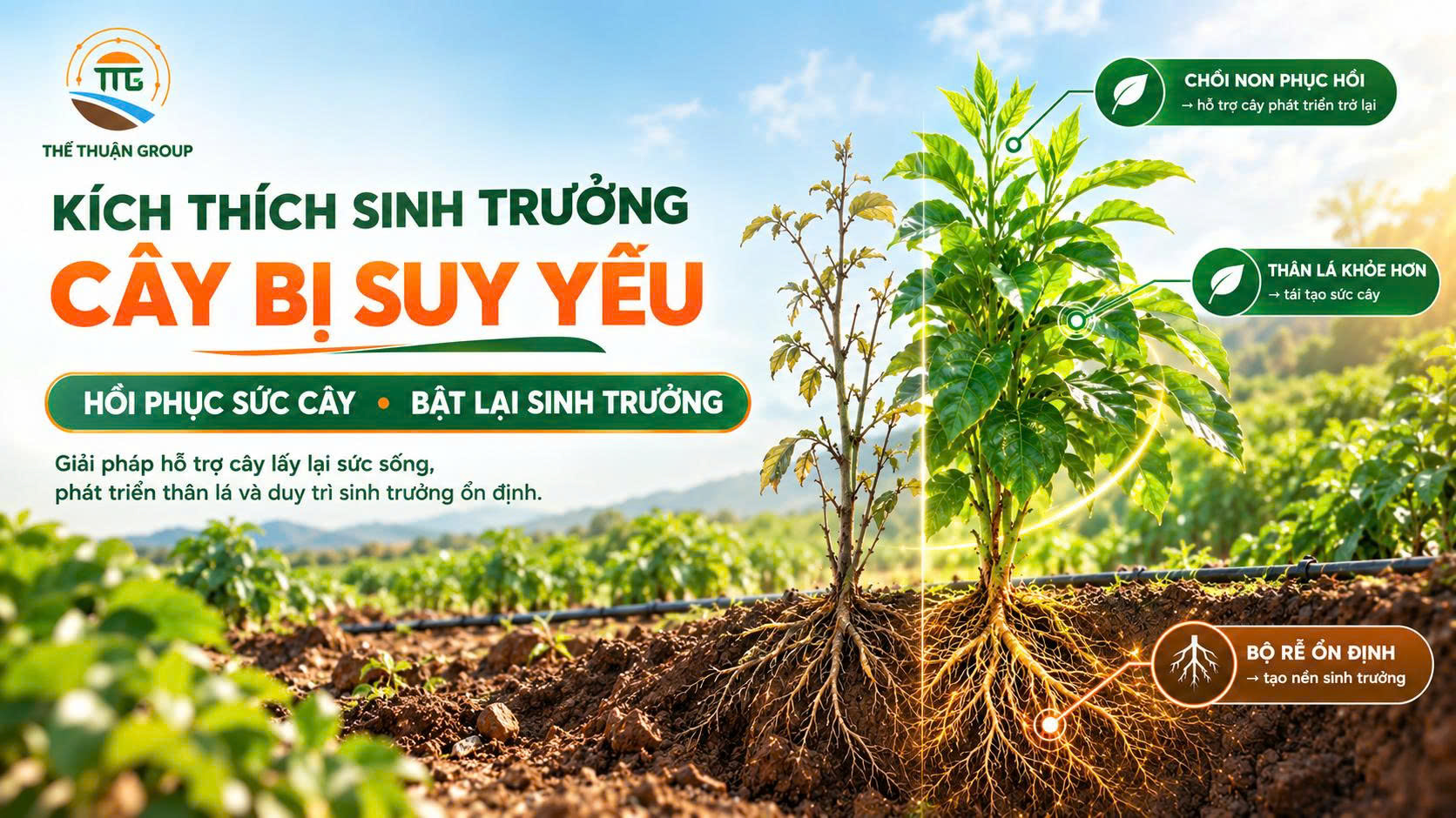 Kích thích sinh trưởng cây bị suy yếu