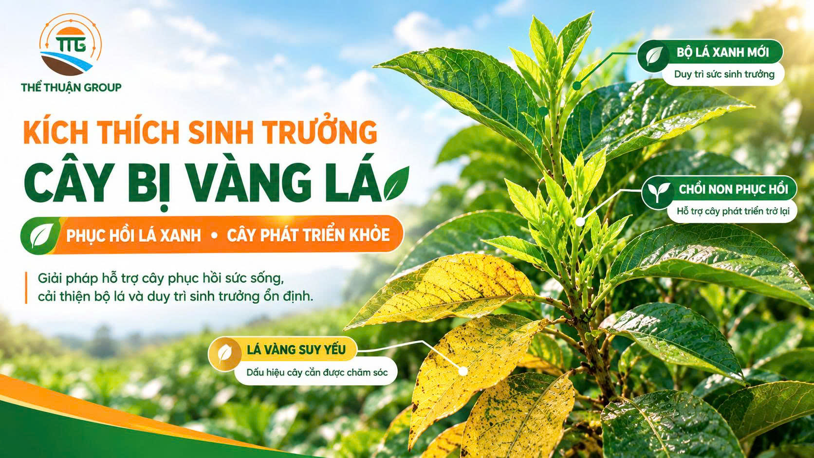 Kích thích sinh trưởng cây bị vàng lá Kích thích sinh trưởng cây bị vàng lá