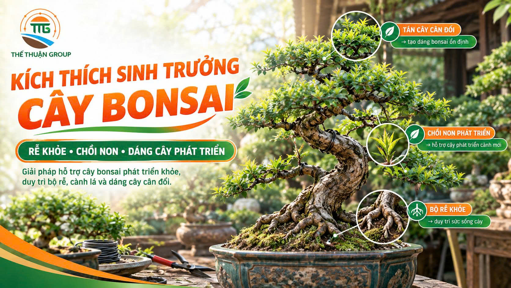 Kích thích sinh trưởng cây bonsai