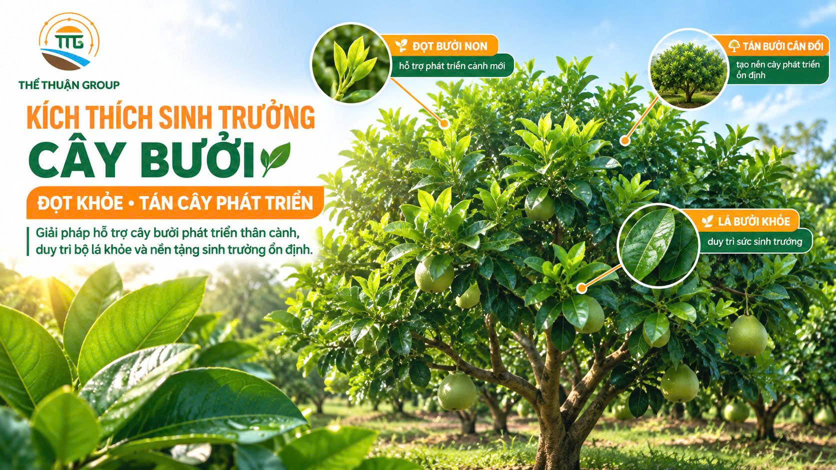 Kích thích sinh trưởng cây bưởi Kích thích sinh trưởng cây bưởi