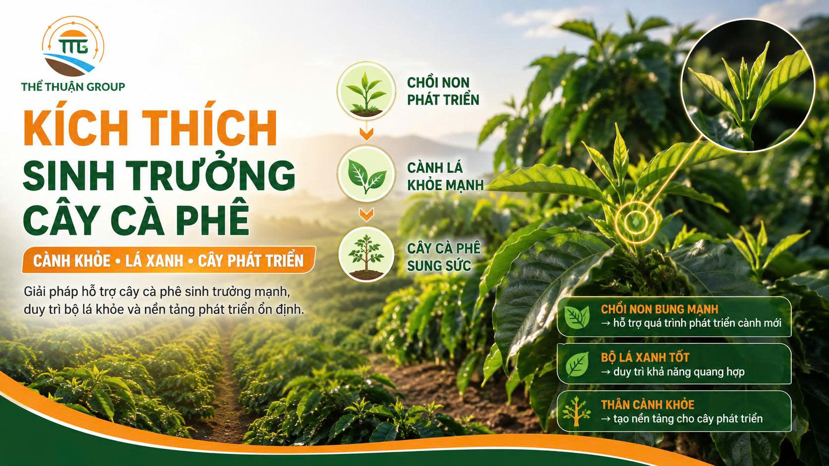 Kích thích sinh trưởng cây cà phê Kích thích sinh trưởng cây cà phê