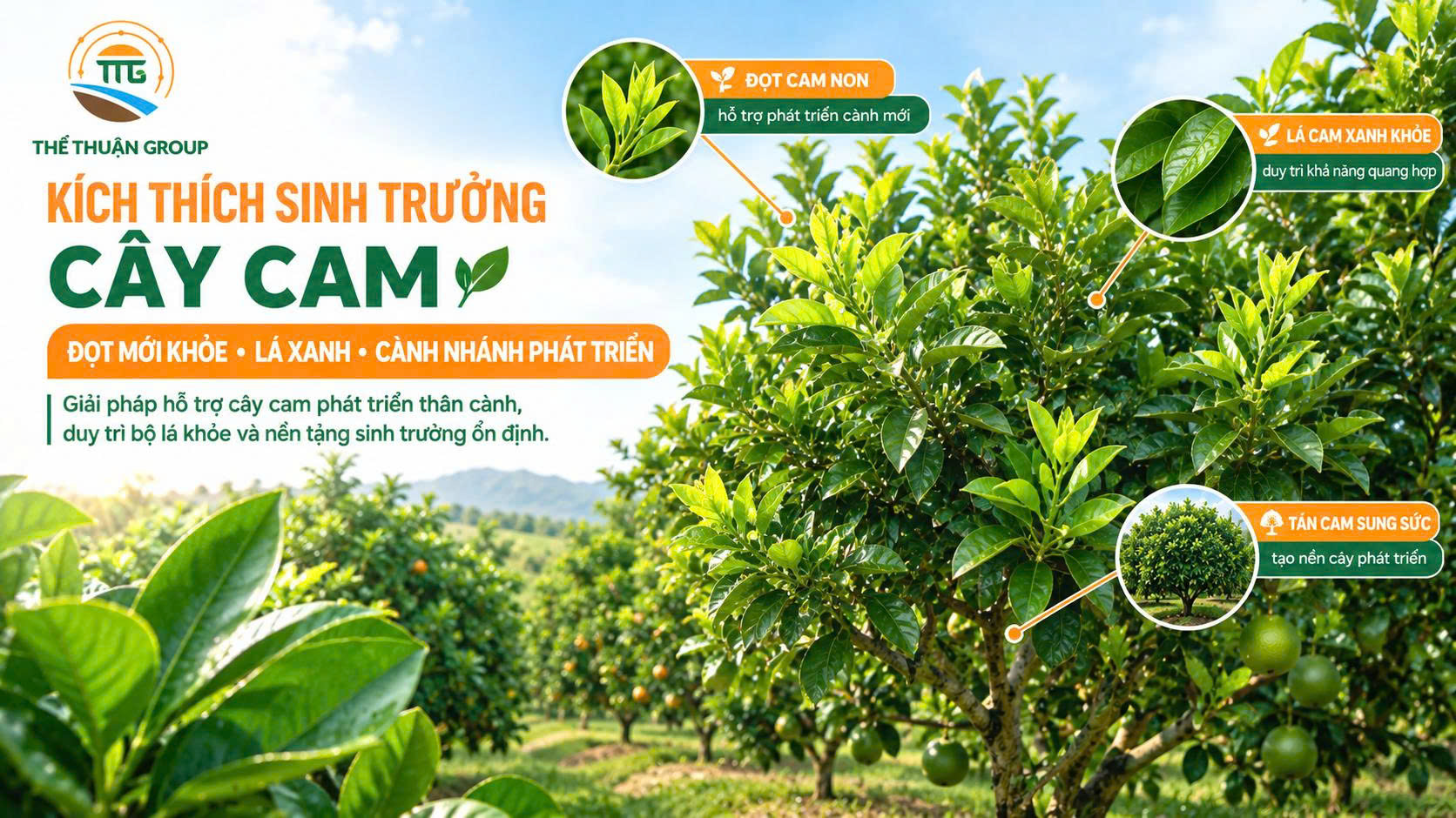 Kích thích sinh trưởng cây cam