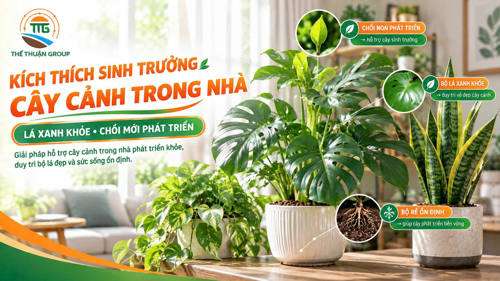 Kích thích sinh trưởng cây cảnh trong nhà Kích thích sinh trưởng cây cảnh trong nhà