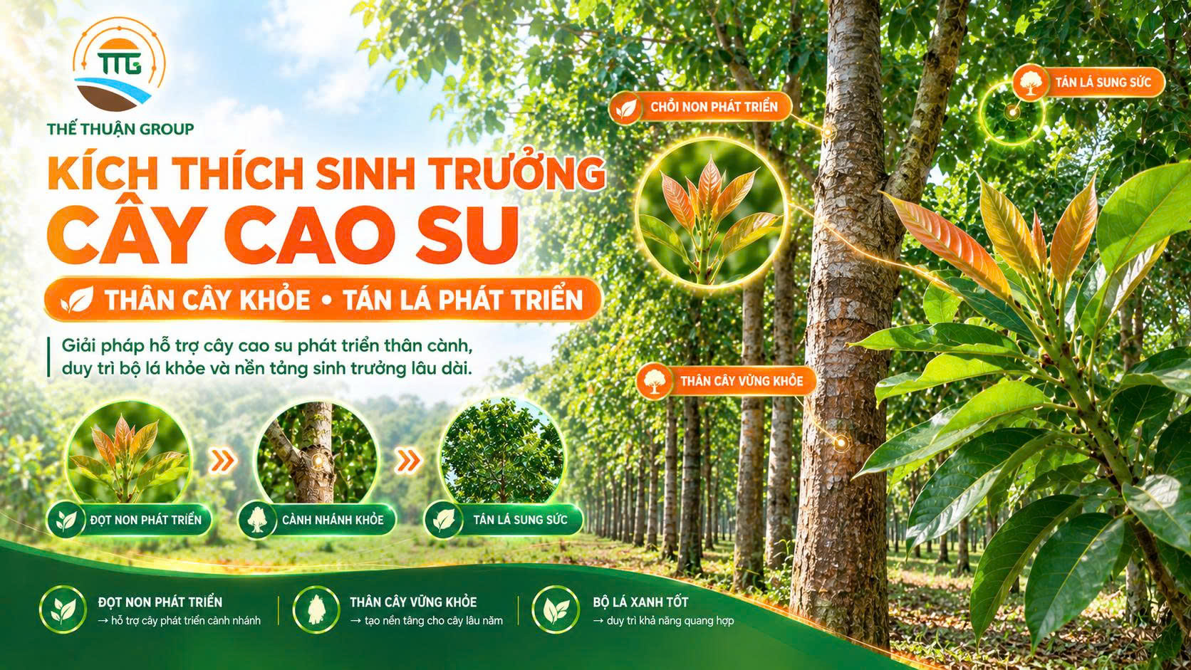 Kích thích sinh trưởng cây cao su Kích thích sinh trưởng cây cao su