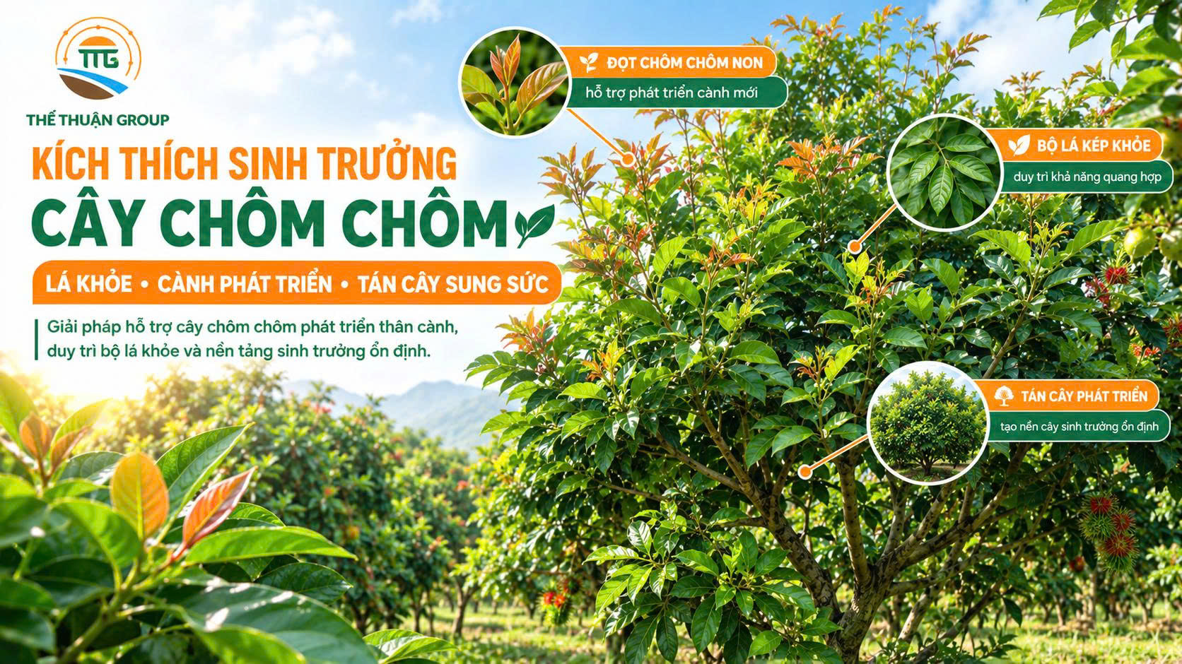 Kích thích sinh trưởng cây chôm chôm