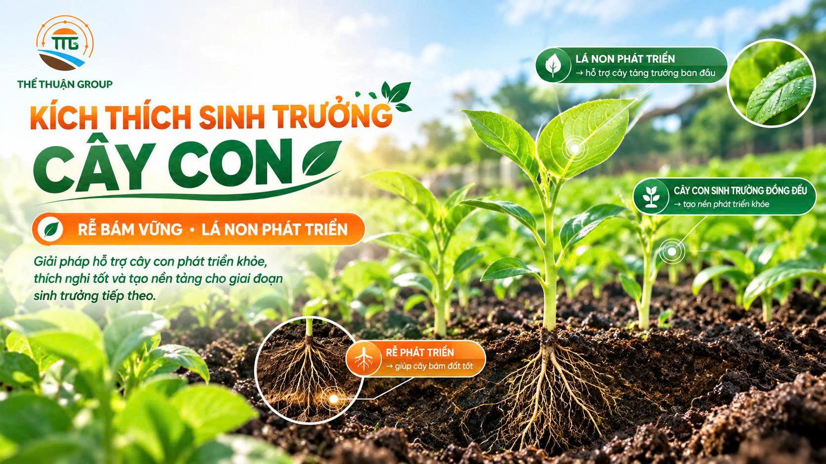 Kích thích sinh trưởng cây con Kích thích sinh trưởng cây con