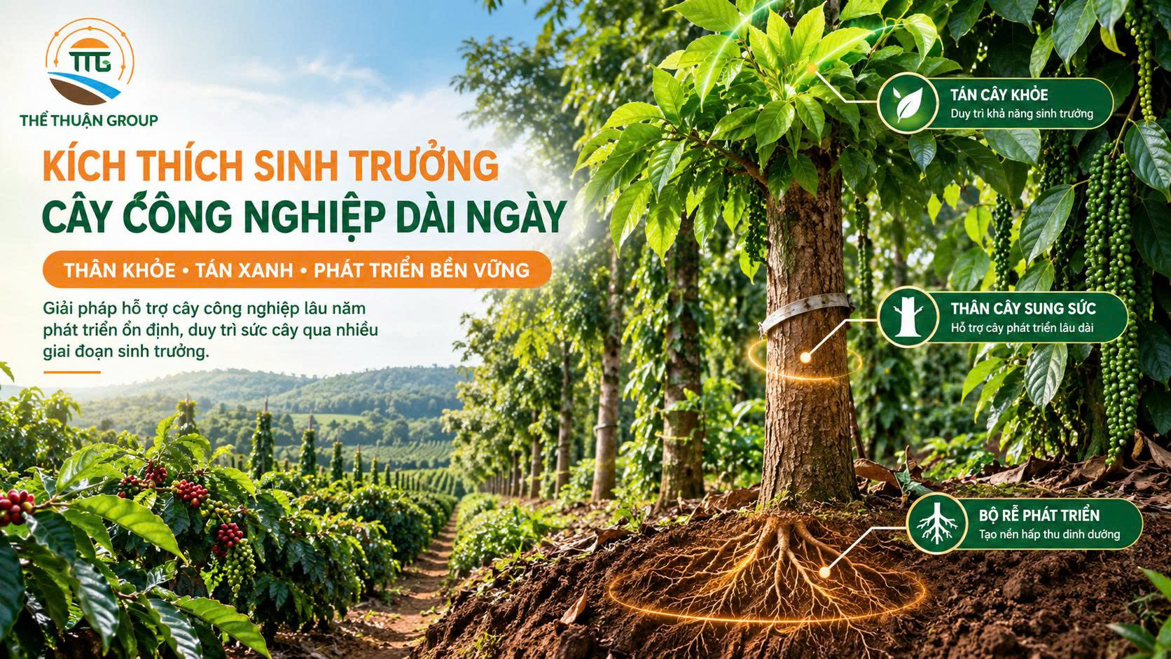 Kích thích sinh trưởng cây công nghiệp dài ngày Kích thích sinh trưởng cây công nghiệp dài ngày