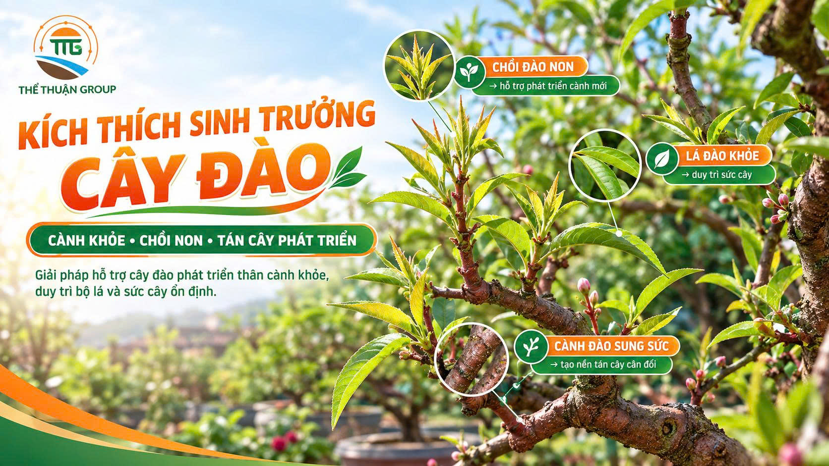 Kích thích sinh trưởng cây đào
