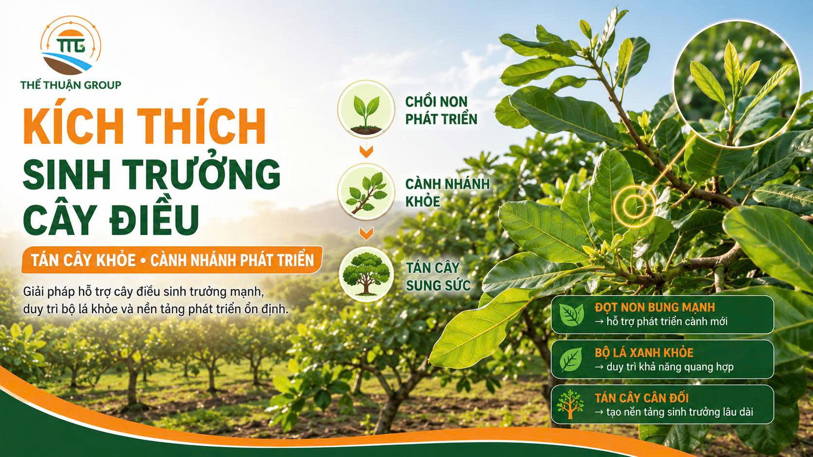 Kích thích sinh trưởng cây điều Kích thích sinh trưởng cây điều