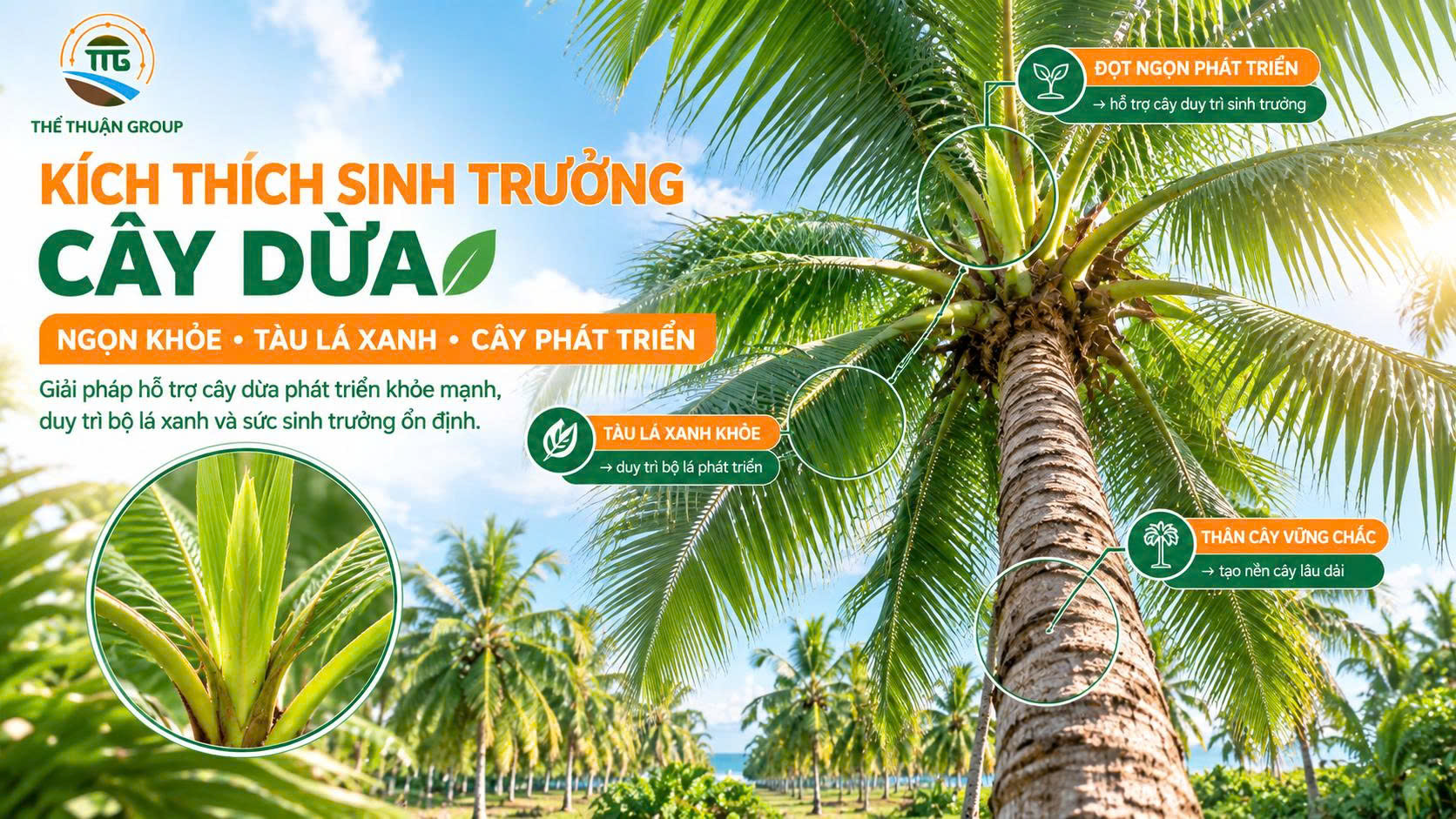 Kích thích sinh trưởng cây dừa Kích thích sinh trưởng cây dừa