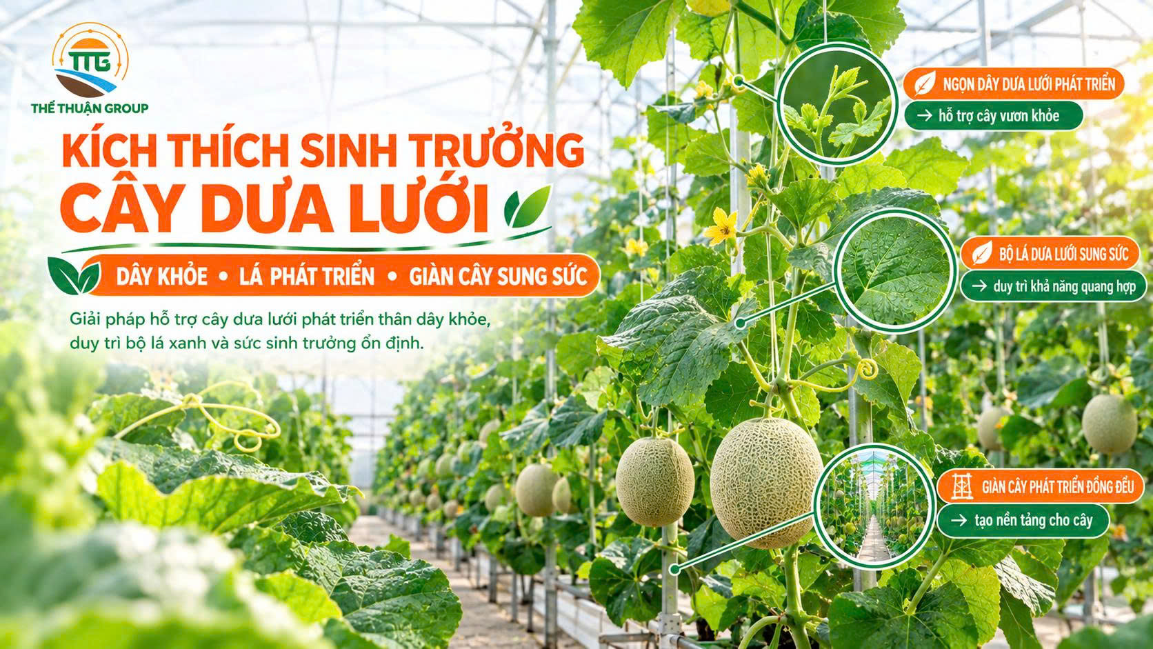 Kích thích sinh trưởng cây dưa lưới