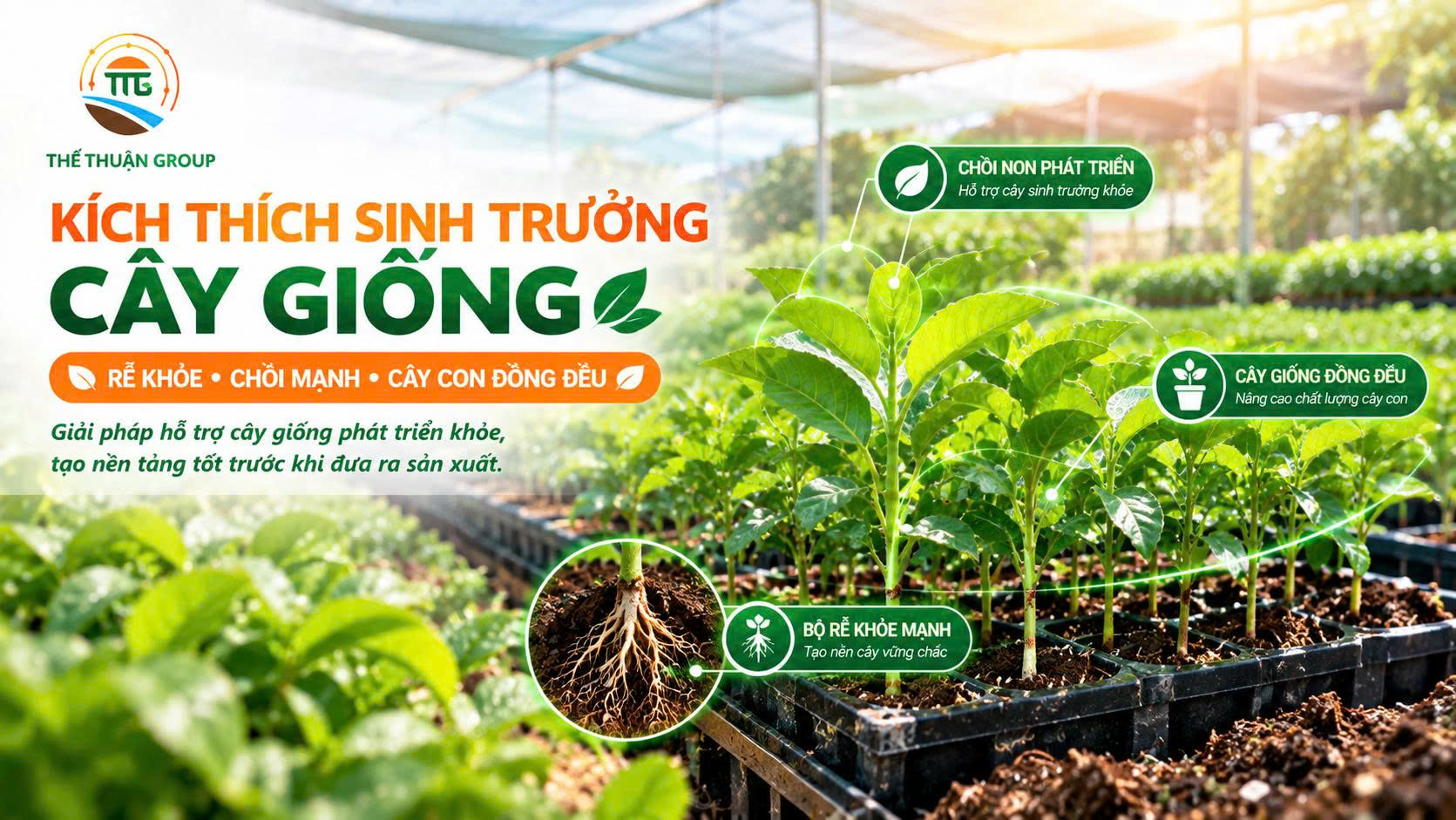 Kích thích sinh trưởng cây giống Kích thích sinh trưởng cây giống