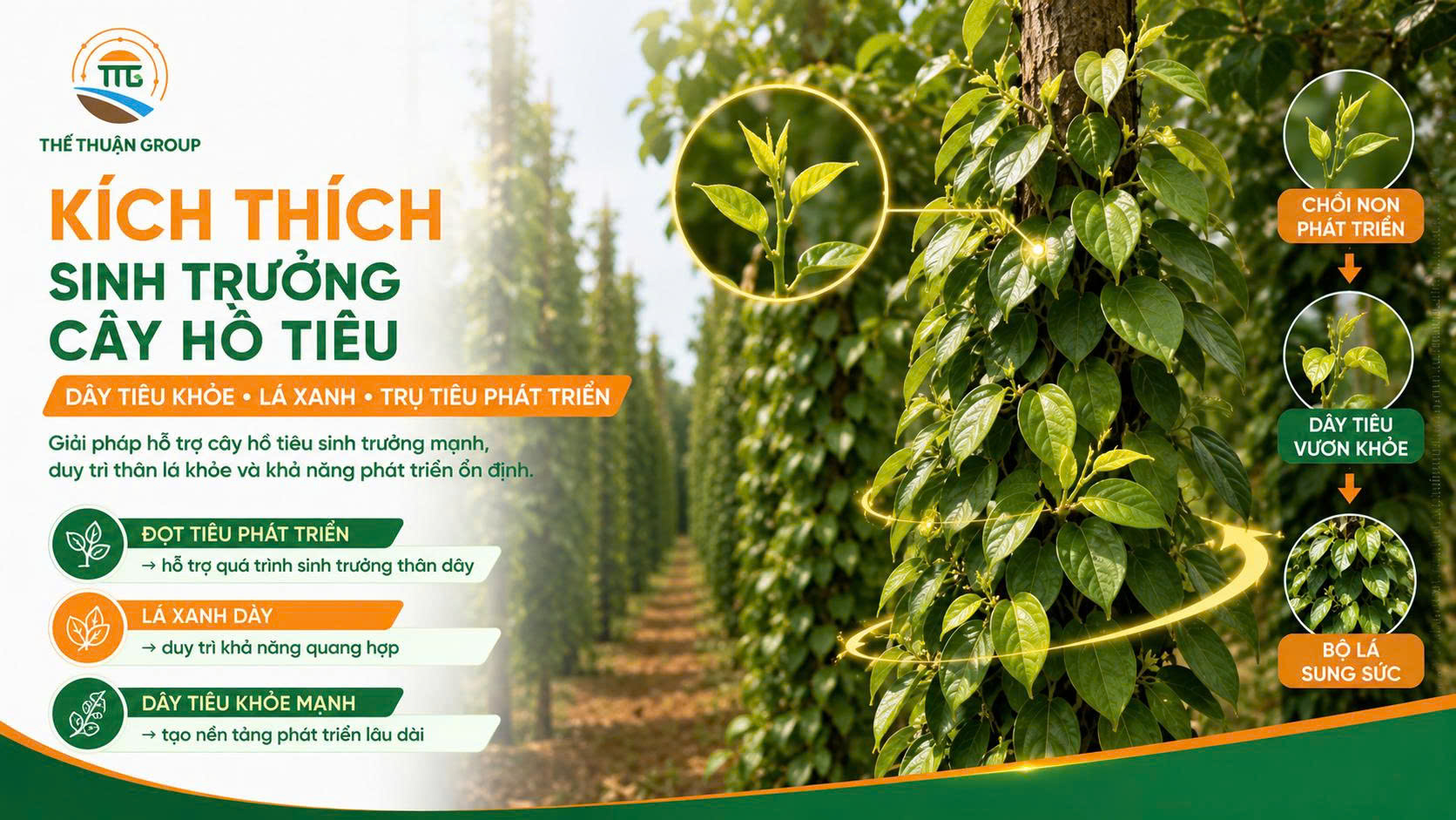 Kích thích sinh trưởng cây hồ tiêu Kích thích sinh trưởng cây hồ tiêu