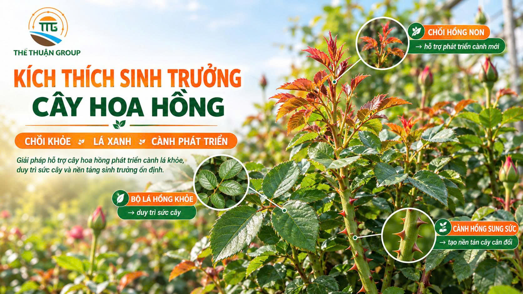 Kích thích sinh trưởng cây hoa hồng Kích thích sinh trưởng cây hoa hồng