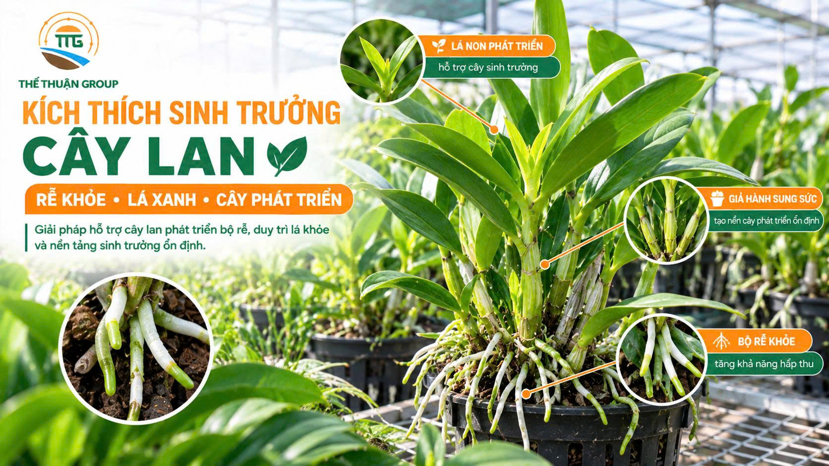 Kích thích sinh trưởng cây lan