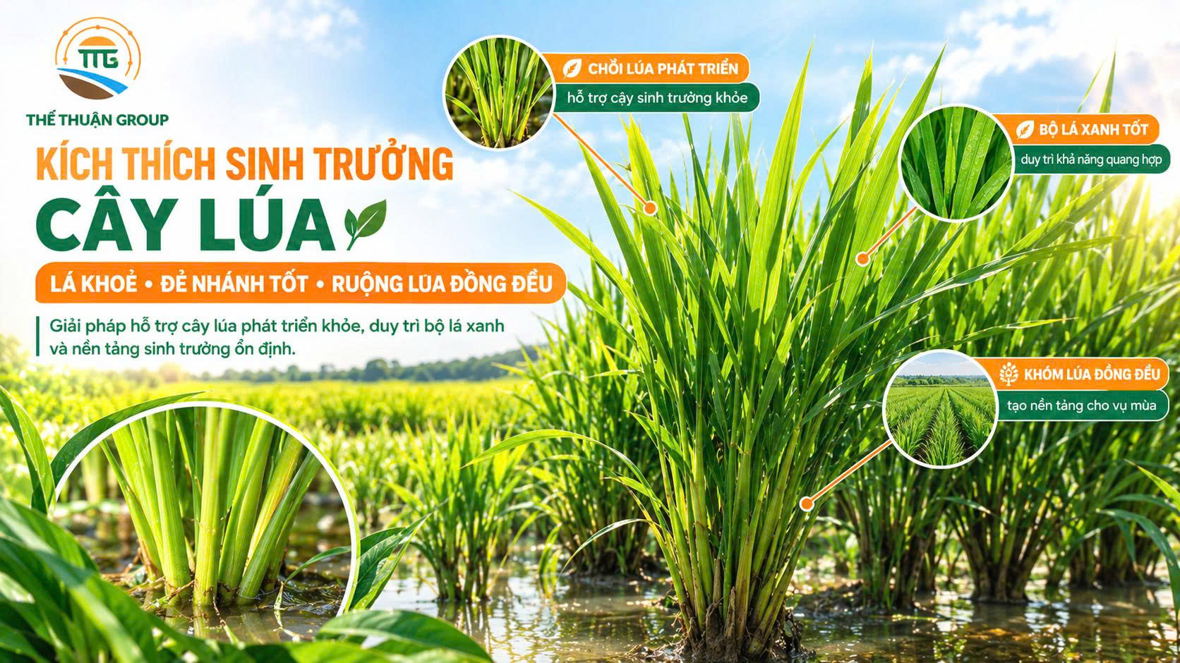 Kích thích sinh trưởng cây lúa