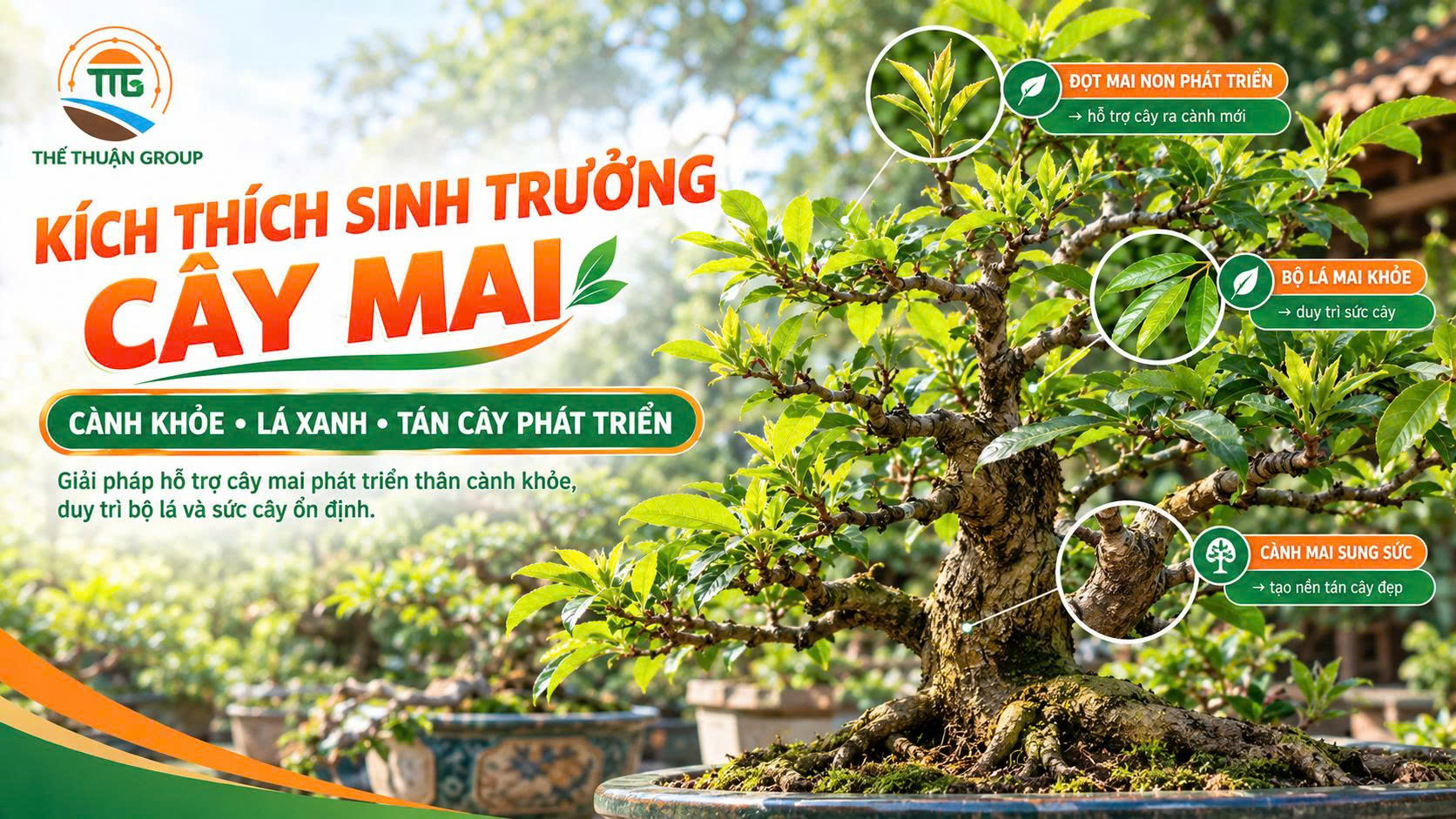 Kích thích sinh trưởng cây mai
