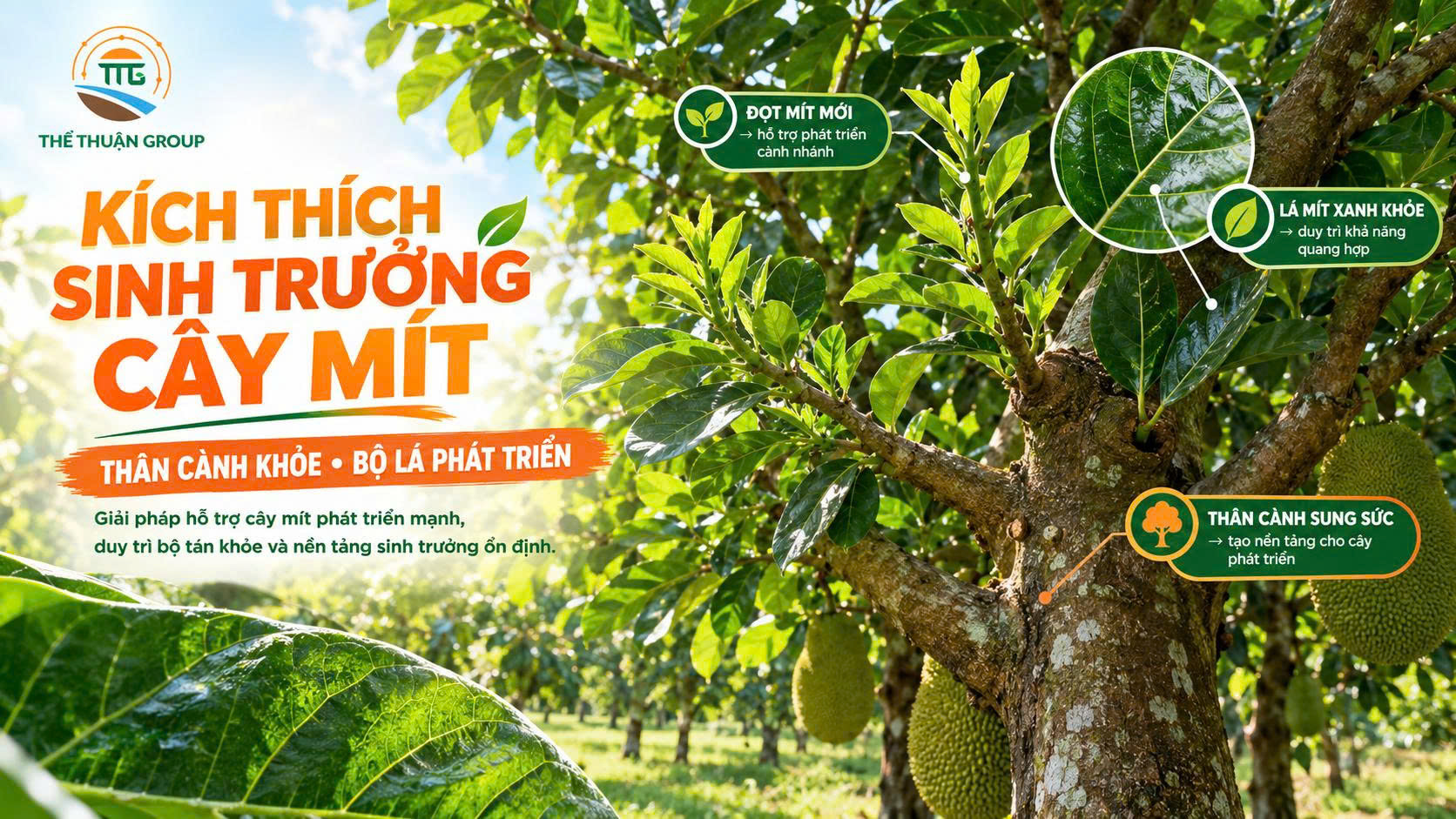 Kích thích sinh trưởng cây mít