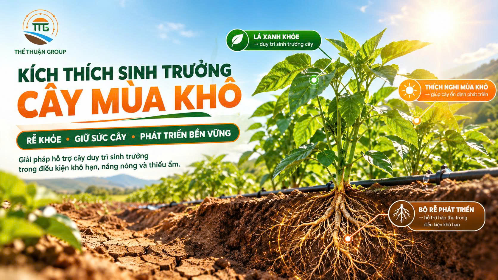 Kích thích sinh trưởng cây mùa khô Kích thích sinh trưởng cây mùa khô
