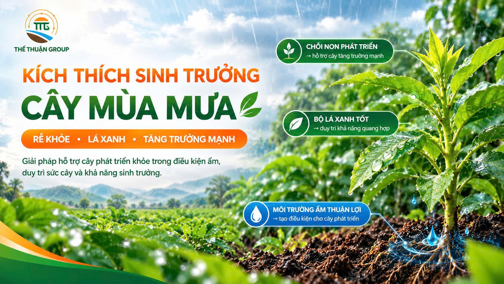 Kích thích sinh trưởng cây mùa mưa Kích thích sinh trưởng cây mùa mưa