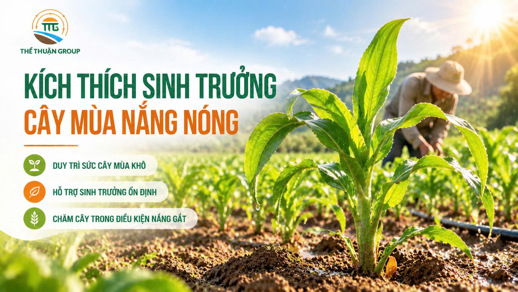 Kích thích sinh trưởng cây mùa nắng nóng Kích thích sinh trưởng cây mùa nắng nóng