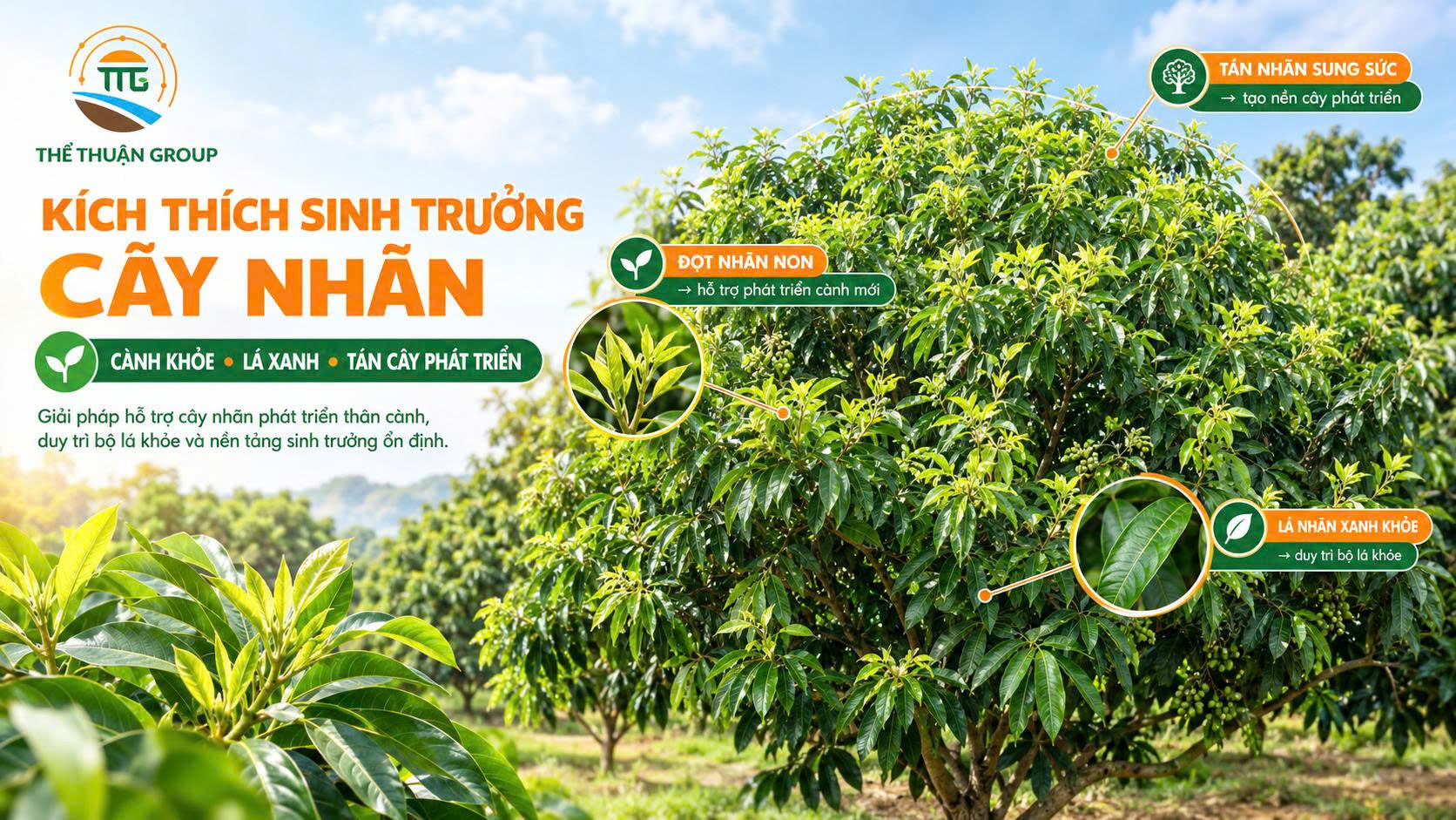 Kích thích sinh trưởng cây nhãn Kích thích sinh trưởng cây nhãn