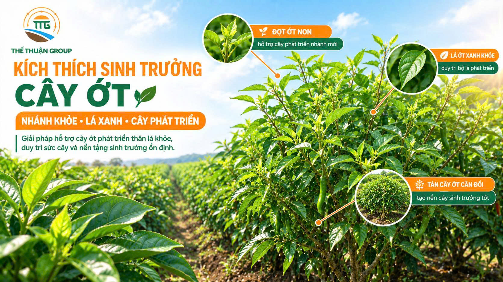Kích thích sinh trưởng cây ớt