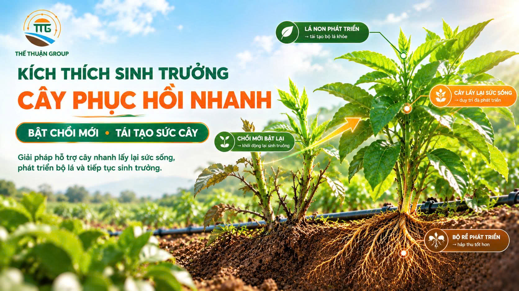 Kích thích sinh trưởng cây phục hồi nhanh Kích thích sinh trưởng cây phục hồi nhanh