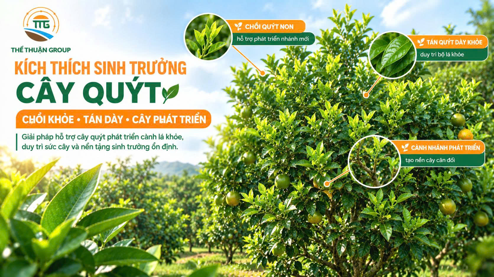 Kích thích sinh trưởng cây quýt Kích thích sinh trưởng cây quýt