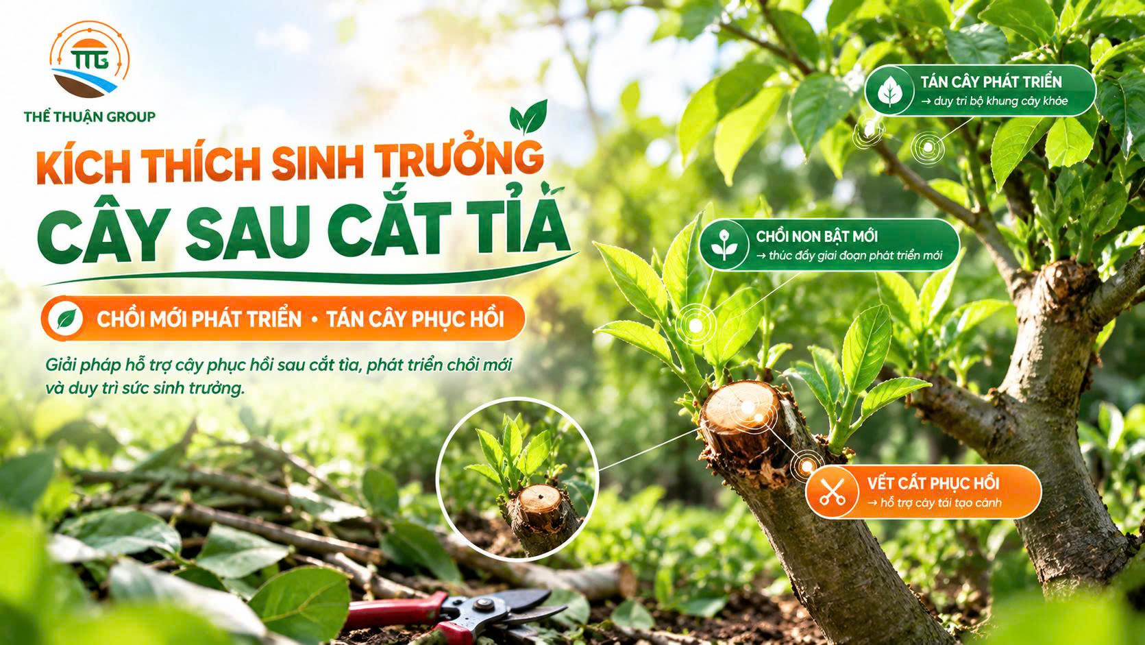 Kích thích sinh trưởng cây sau cắt tỉa