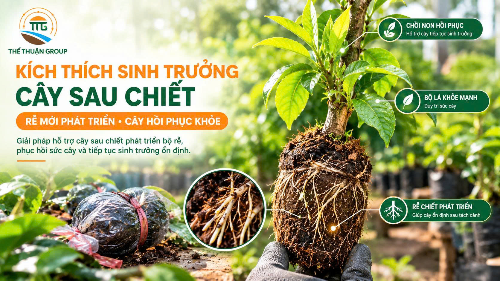 Kích thích sinh trưởng cây sau chiết Kích thích sinh trưởng cây sau chiết