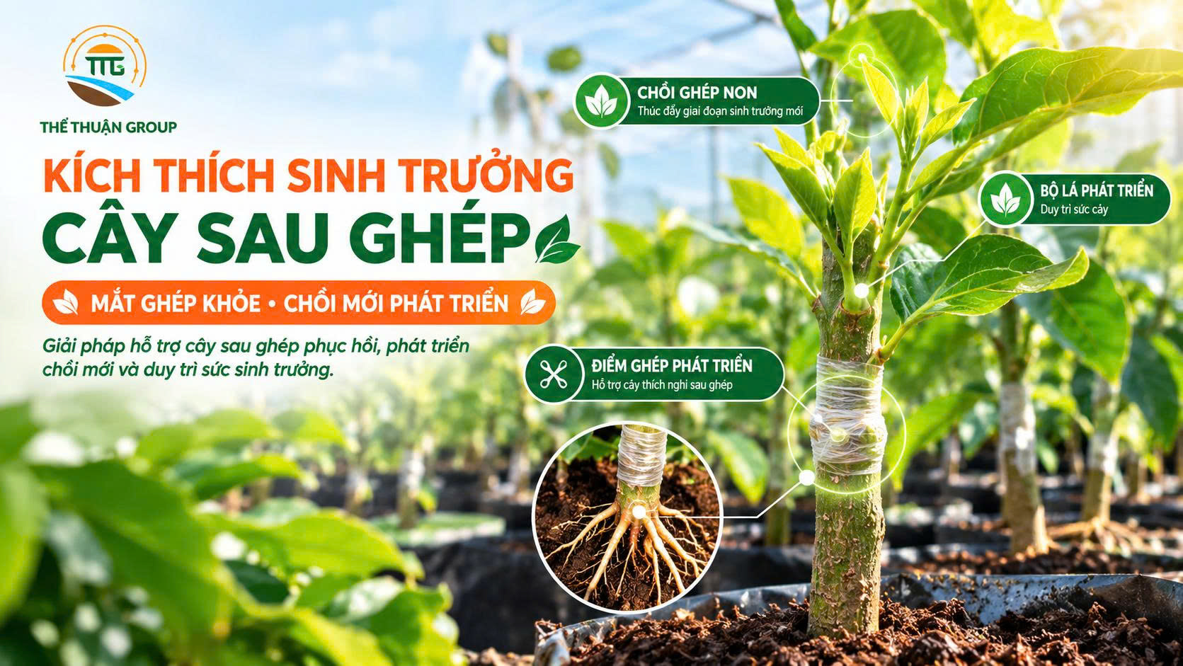 Kích thích sinh trưởng cây sau ghép