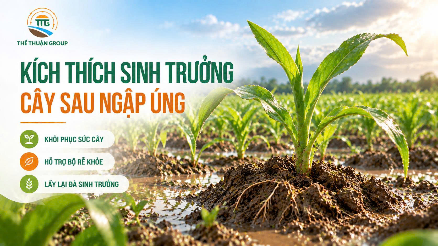 Kích thích sinh trưởng cây sau ngập úng Kích thích sinh trưởng cây sau ngập úng