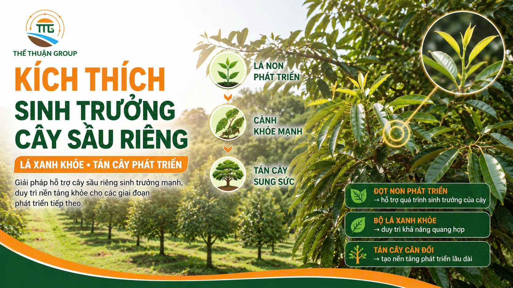 Kích thích sinh trưởng cây sầu riêng