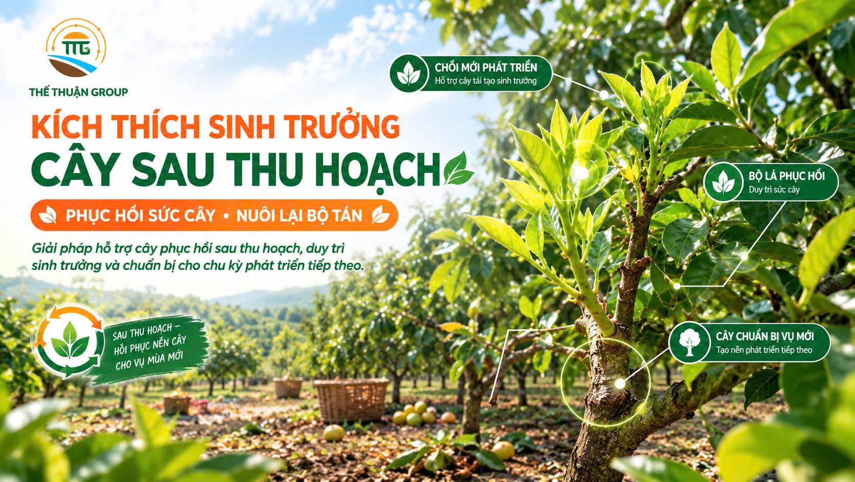 Kích thích sinh trưởng cây sau thu hoạch Kích thích sinh trưởng cây sau thu hoạch