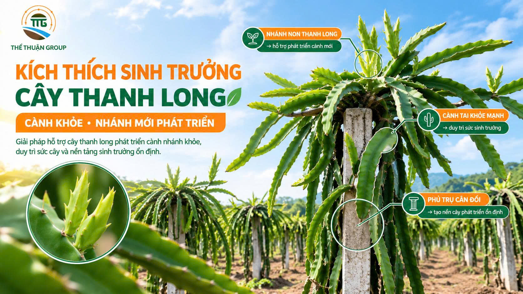 Kích thích sinh trưởng cây thanh long Kích thích sinh trưởng cây thanh long