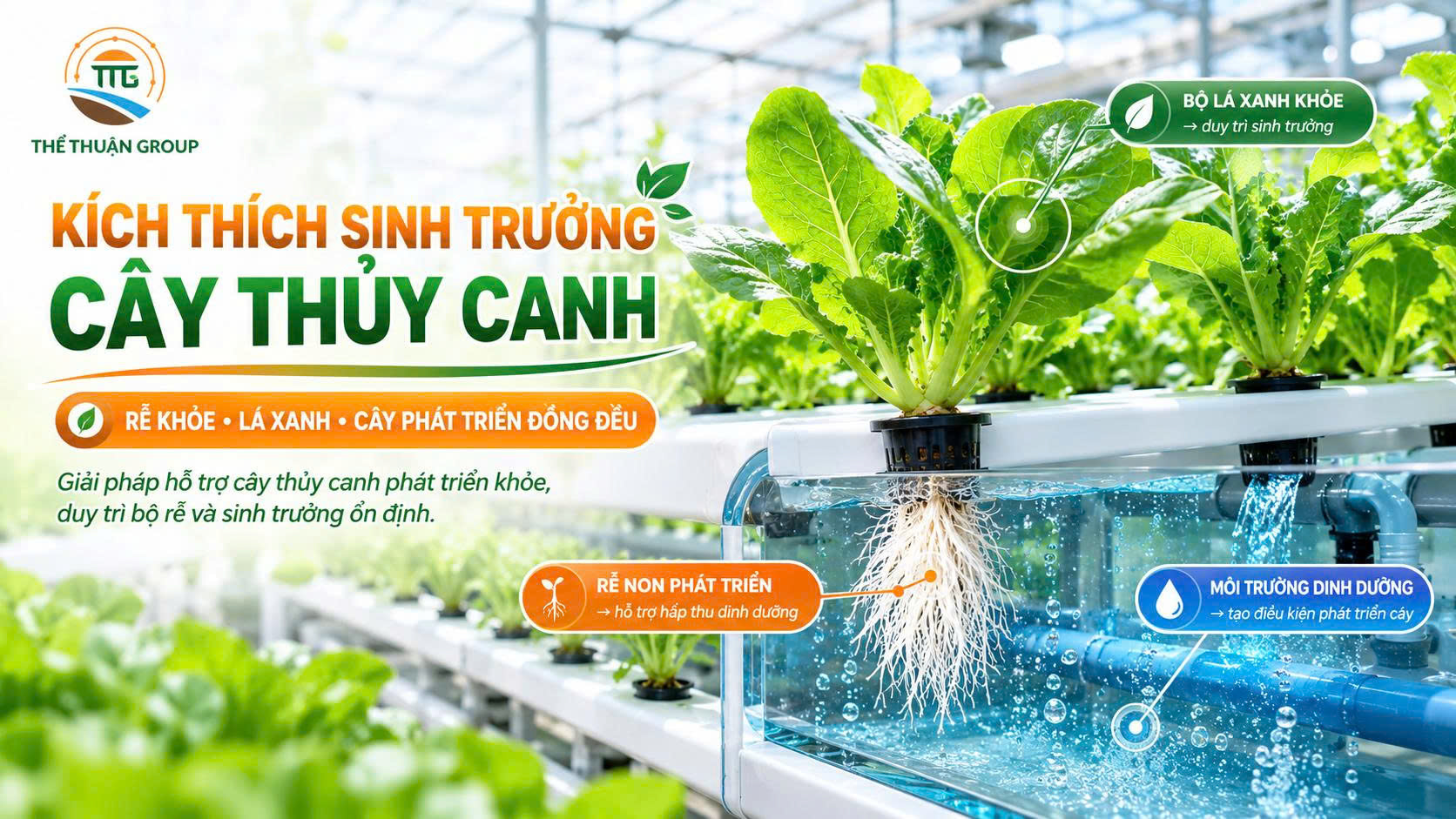 Kích thích sinh trưởng cây thủy canh