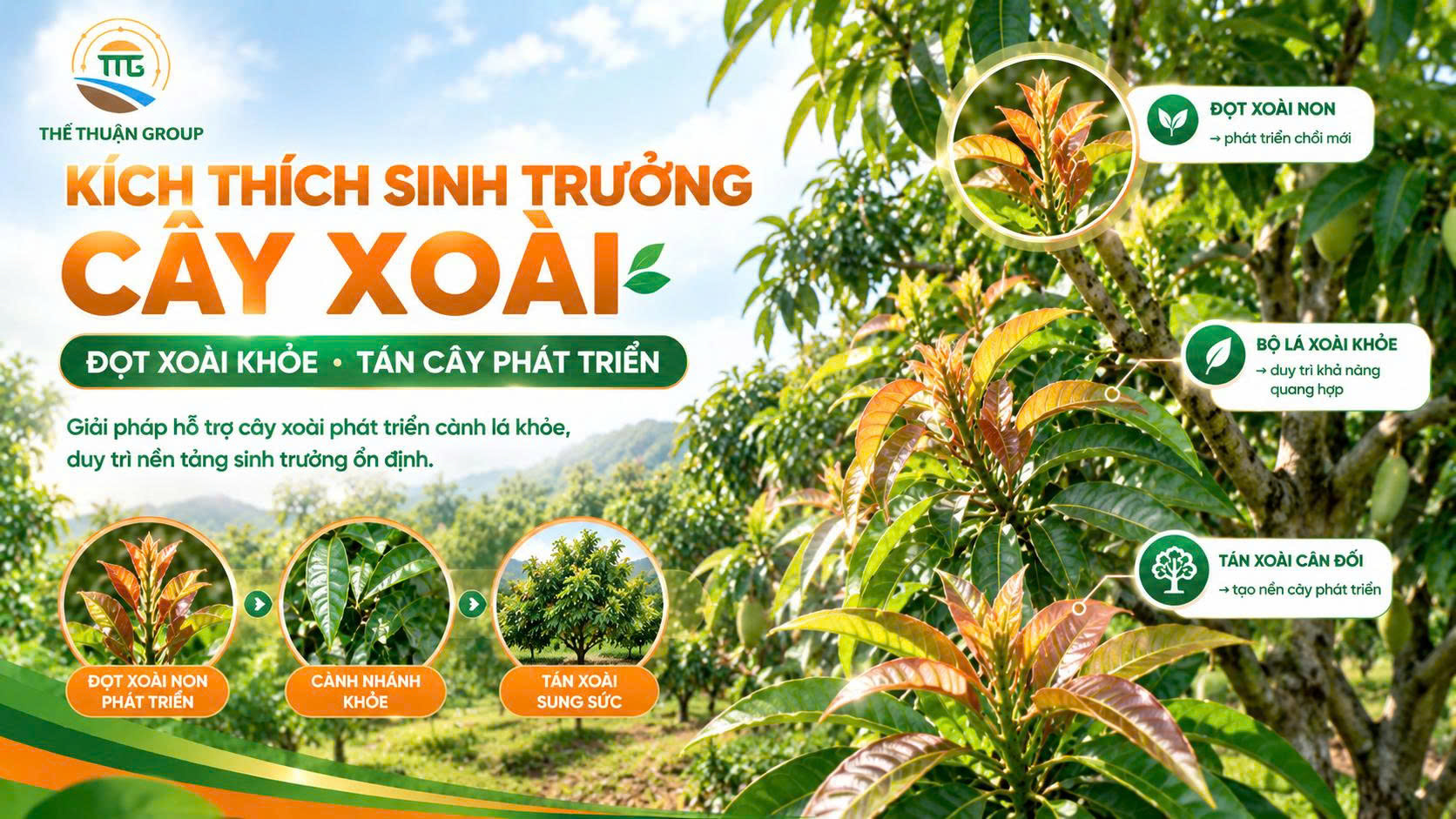 Kích thích sinh trưởng cây xoài Kích thích sinh trưởng cây xoài